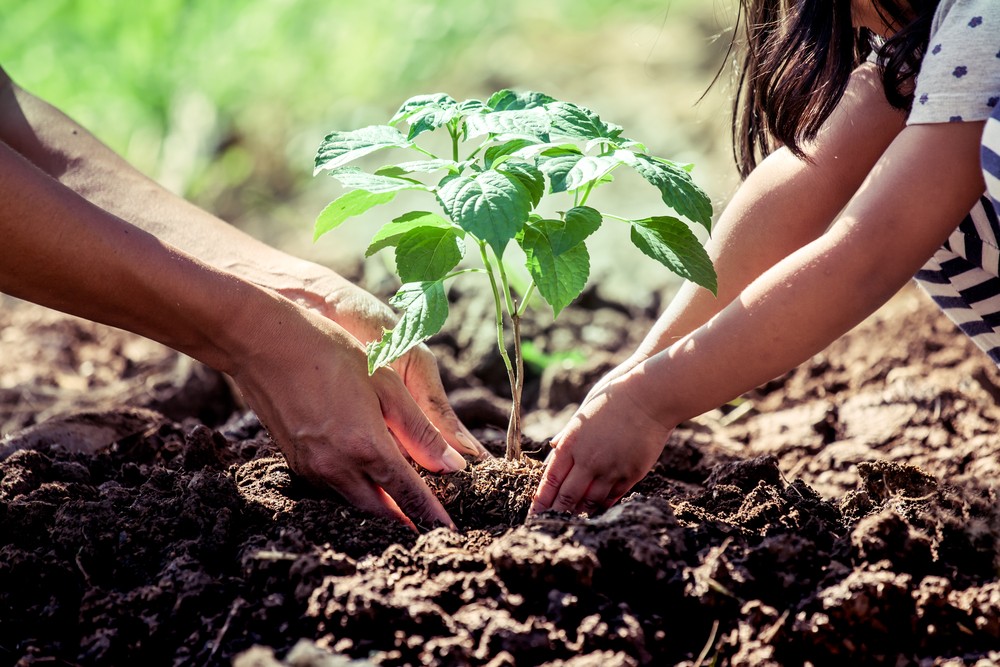 Voici comment planter un arbre dans son jardin, en 4 étapes rapides et